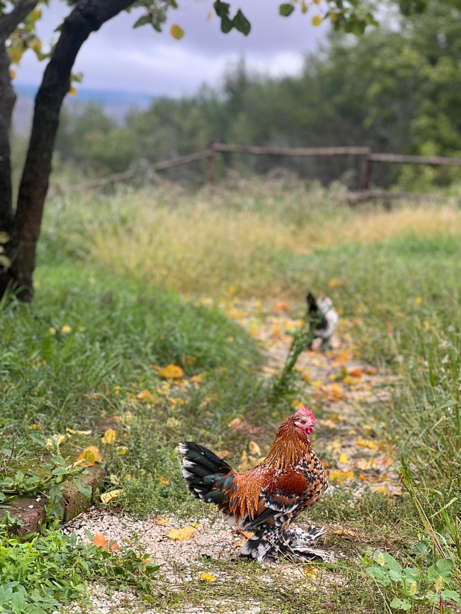 Tenuta Gran Bosco Loro Piceno ภายนอก รูปภาพ