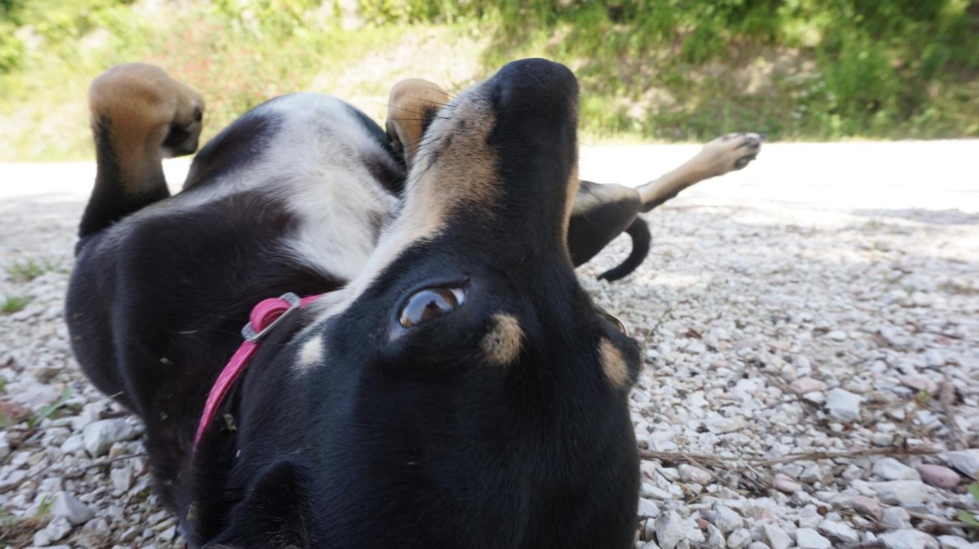 Tenuta Gran Bosco Loro Piceno ภายนอก รูปภาพ