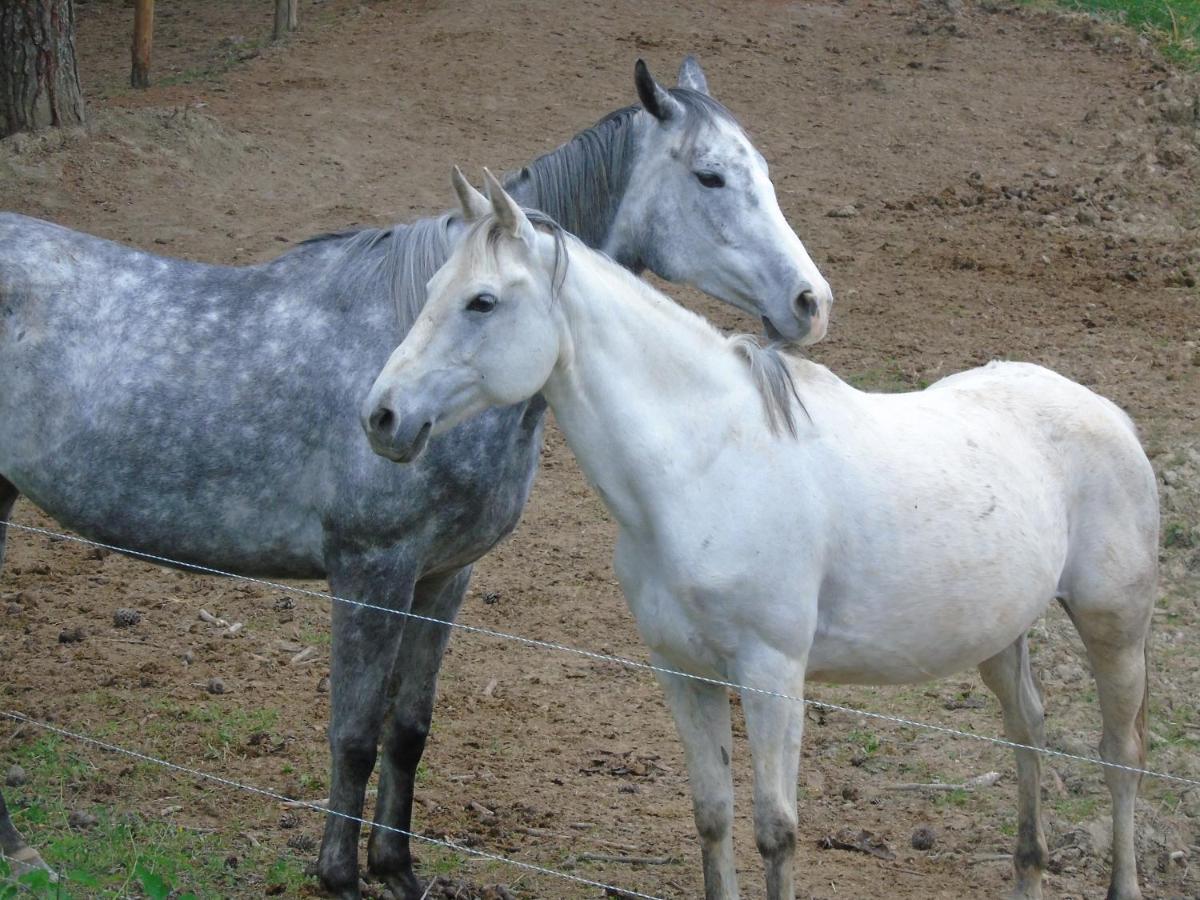 Tenuta Gran Bosco Loro Piceno ภายนอก รูปภาพ